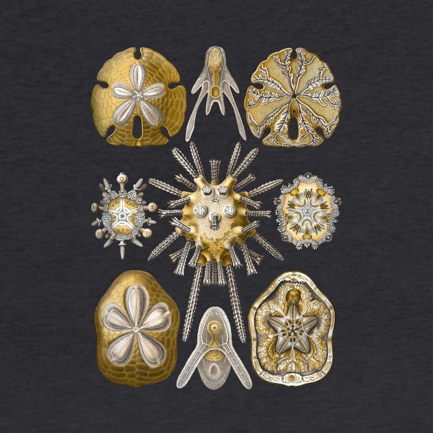 Ernst Haeckel Echinidea Sea Urchin by Scientistudio